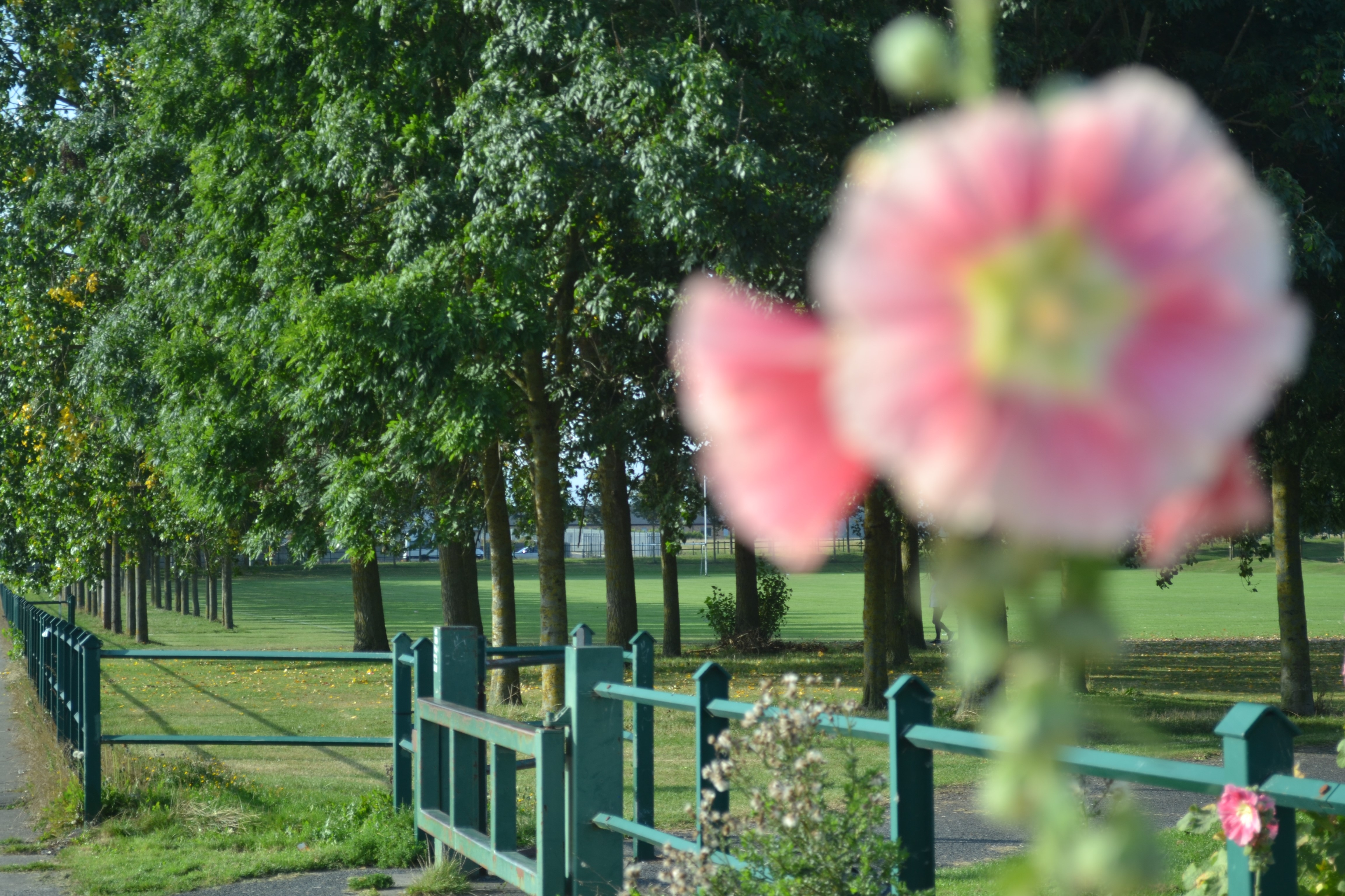 Crowd